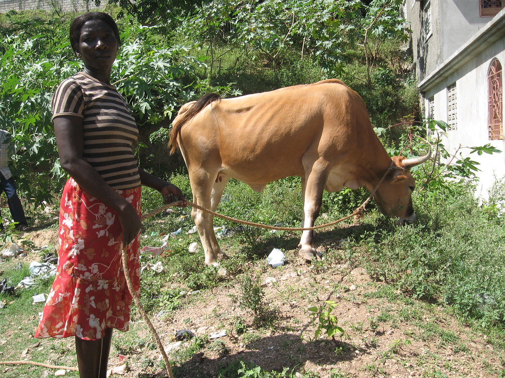 Mme Lopes Louis, beneficiaire faisant brouter une vache