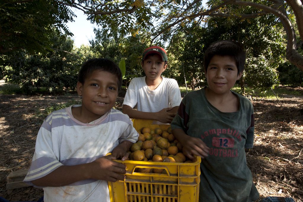 Parcelle mangues, plantation de Manuel J. Urbina BENITES, Enfants