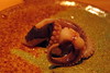 Florida - Sunny Isles: NAOE - Golden Ring Octopus