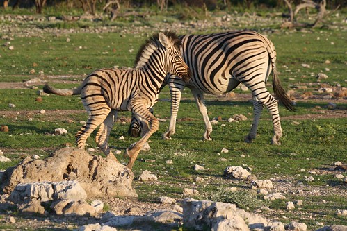 Burchell's Zebras ©  Jean & Nathalie