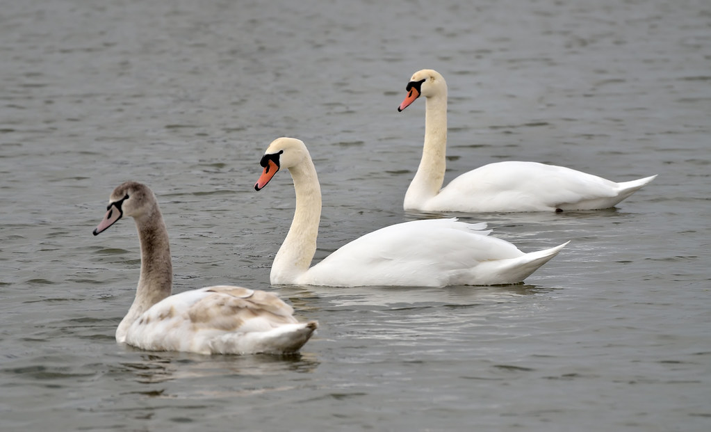 Swans in the pond