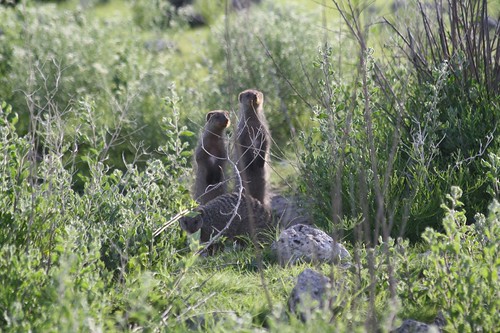 Mongoose ©  Jean & Nathalie