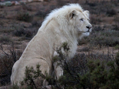 white_lion_12