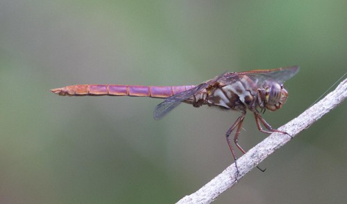 young male Roseate Skimmer