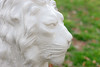 WHITE LION Close-Up
