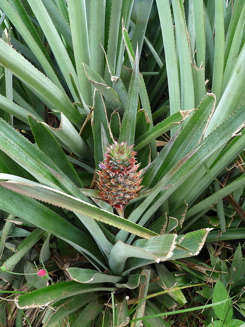 Moorea, Pineapple