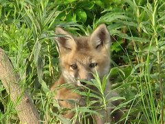 fox cub 4