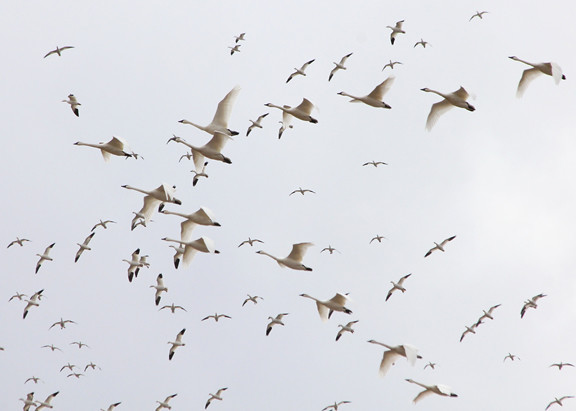 snow_geese_and_tundra_swans