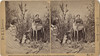 Mrs. M. A. Maxwell, Rocky Mountain Museum - Imperial Stereo Card, 1875