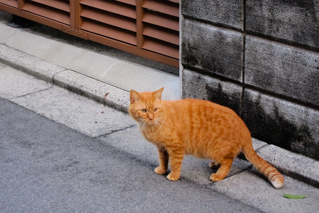 Today's Cat@2012-03-09