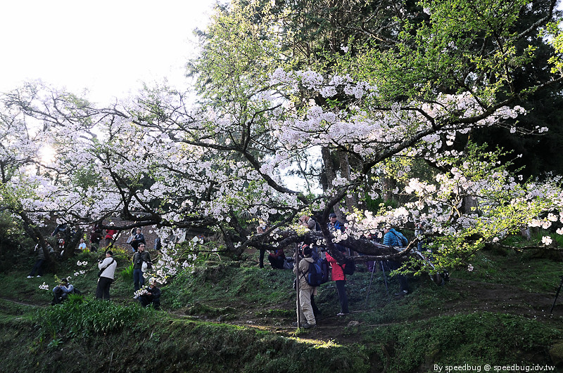 阿里山櫻花季35