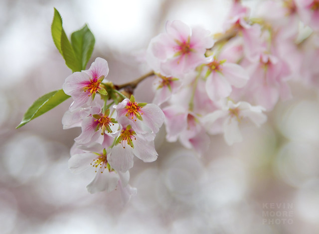 Cherry Blossoms in the Rain