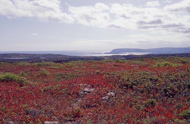 The coast from a hill covered with blueberries