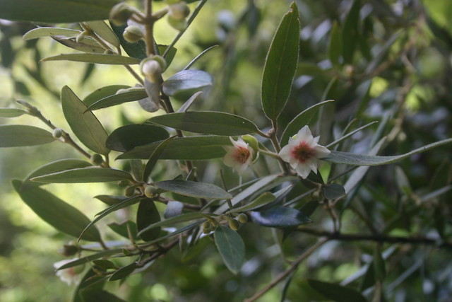 Atherosperma moschatum subsp integrifolium