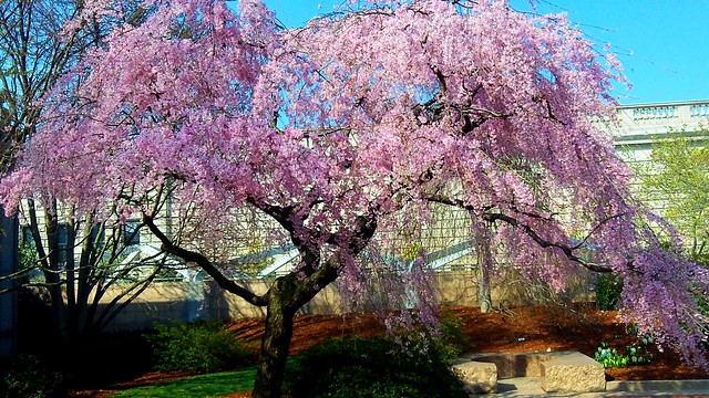 Cherry Blossoms in Washington, March 17, 2012