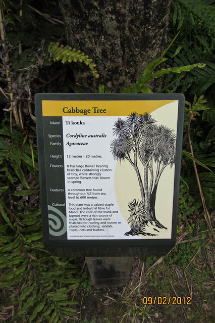 All About the Cabbage Tree