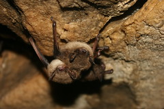 Healthy little brown bats