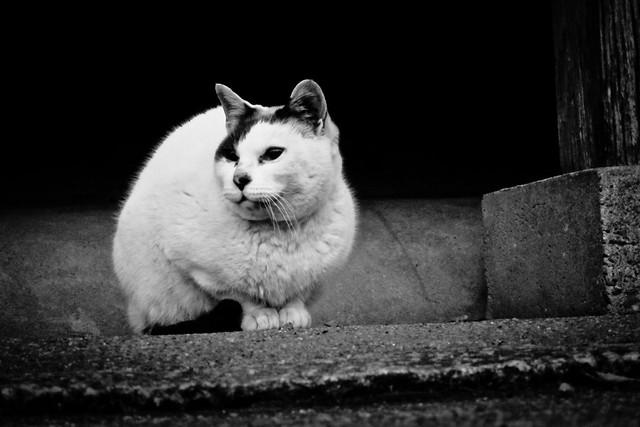 Today's Cat@2012-02-09