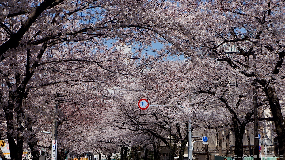 小龍女の Fan Girl 世界: Japan Cherry Blossom Photos [DannyChoo]