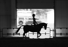 horse riding, improve your riding, thistle Ridge Skill Builders, Laura Kelland-May, horse riding, horse training Ottawa, Horse training Ontario, hunter Jumper, Hunter Judge, hunter judge Canada, horse riding ontario, equitation ontario