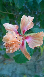 Hibiscus (2)