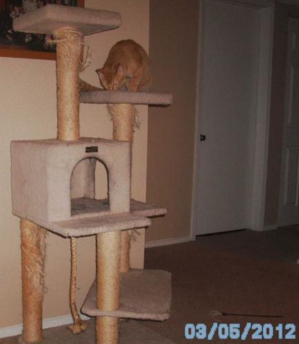 Mango checking out the new cat-tree
