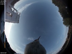 'Birdzilla' Views the Skies (NASA, Marshall, 0...