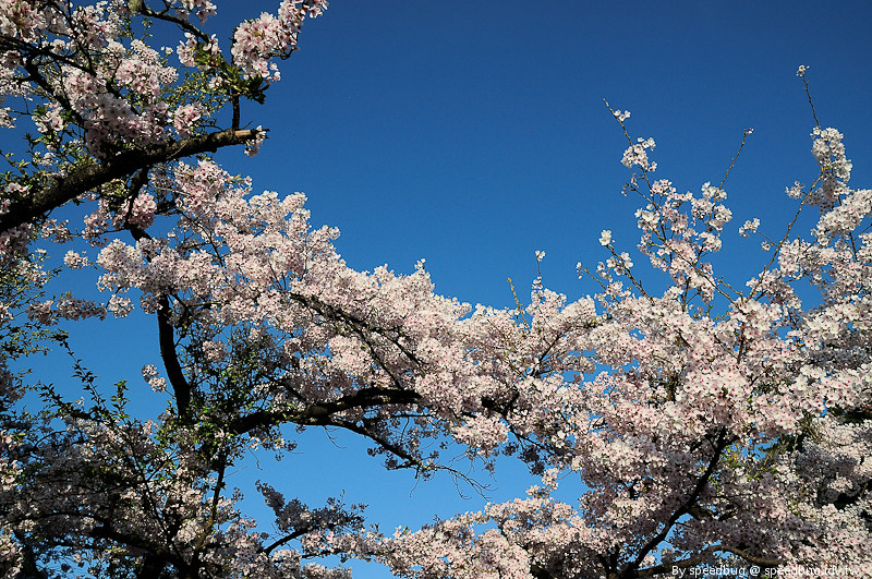 阿里山櫻花季22