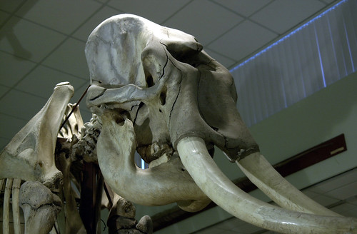Skeleton of an Indian elephant in the Cole Museum