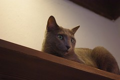 静岡の猫カフェ「fairebeeau」の猫ちゃんの写真