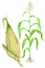 Maize diagram