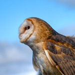 Effraie des clochers - Barn owl