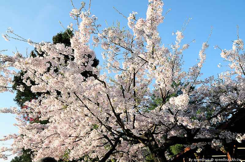 阿里山櫻花季17