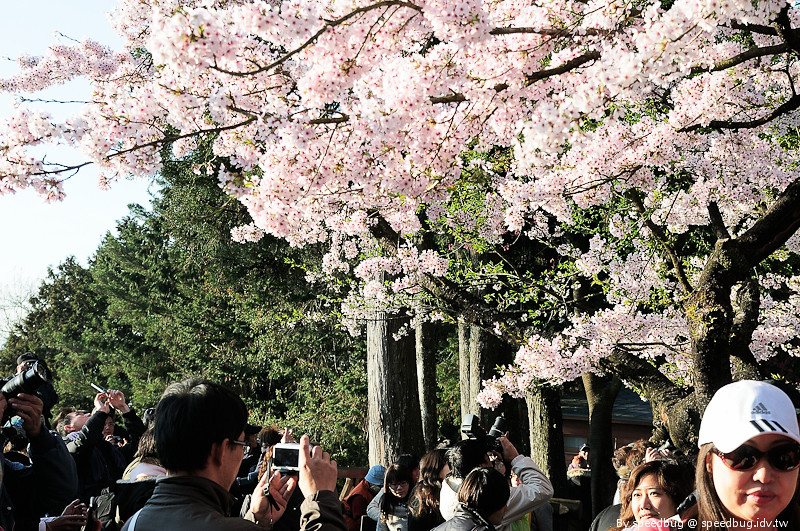 阿里山櫻花季25