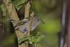 Hihi - stitchbird - Notiomystis cincta