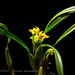 Maxillaria variabilis f. yellow