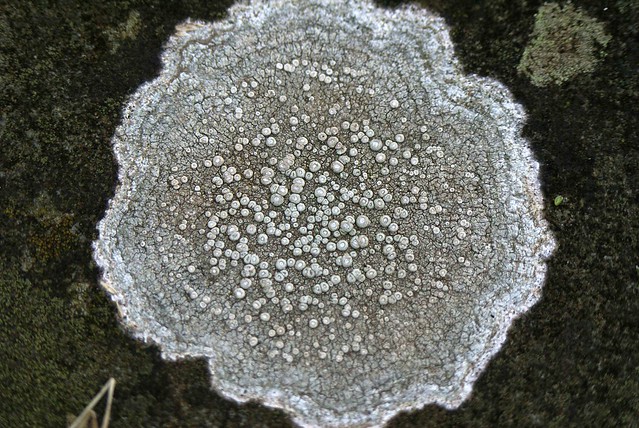 Caloplaca teicholyta Lichen