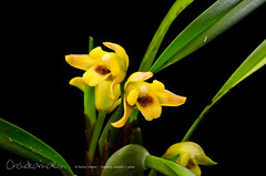 Maxillaria variabilis f. yellow