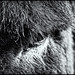Donkey Eye (Mono)
