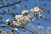 Cherry blossoms #5