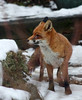 Redhill Wildlife Centre - Feb 2012 - Mr. Fox Shows His Profile