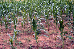 Maize plants in maize field