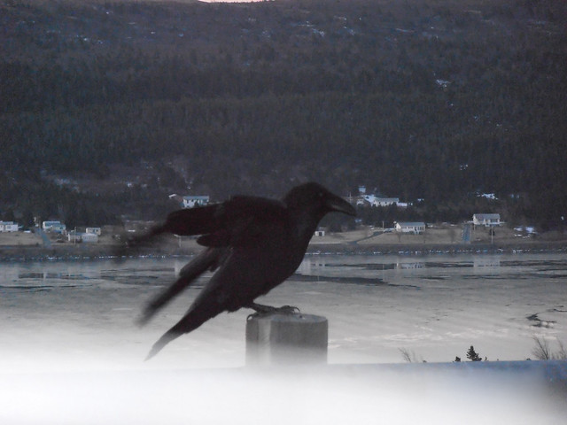 Crow Feasting at Look Out