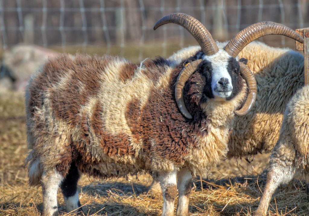 Four-horned Jacob Sheep