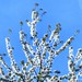 KirschblÃ¼te Cherry blossoms