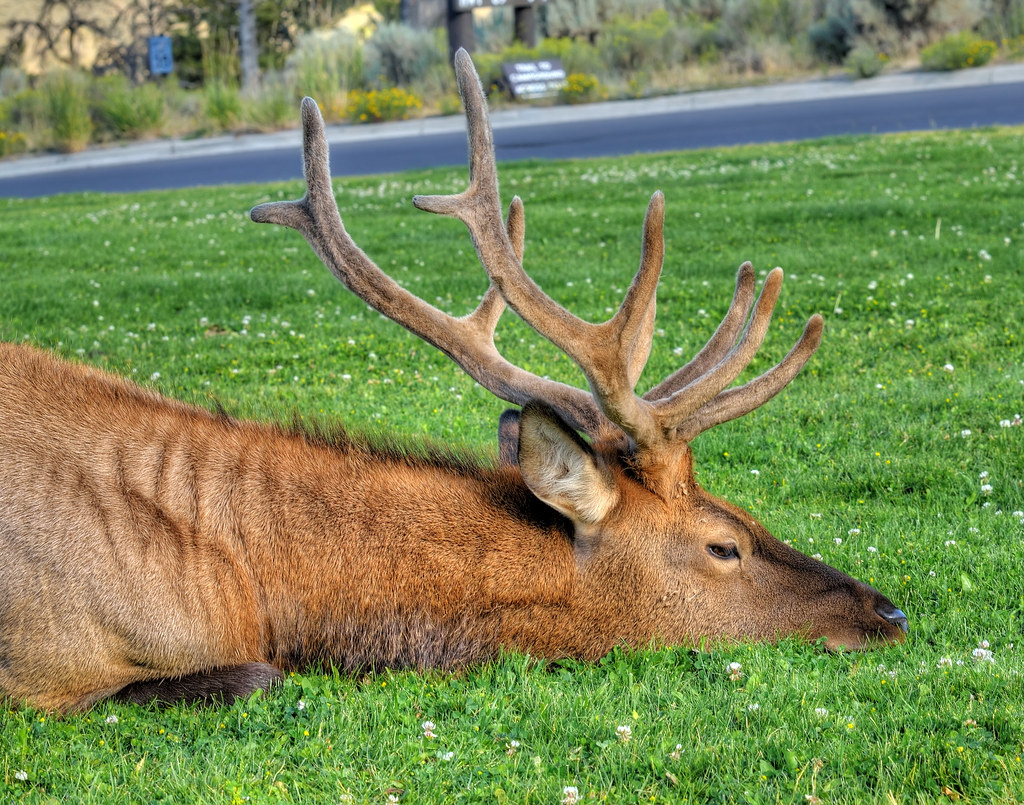Closeup of a bull elk resting on the lawn