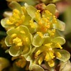 Intricate new flowers of California Bay (Umbellularia californica, Lauraceae)