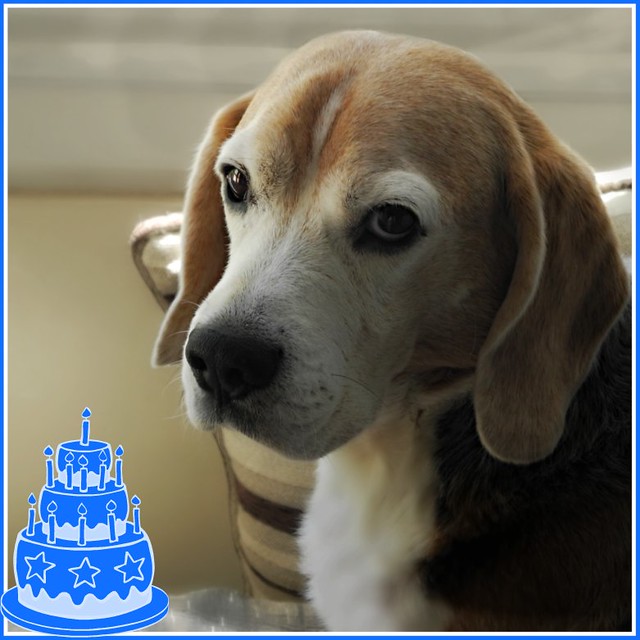 Happy birthday beagle Beto!