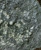 Aspicilia calcarea Lichen