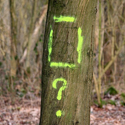 Myst`ere dans le bois / Mystery in the wood ©  OliBac